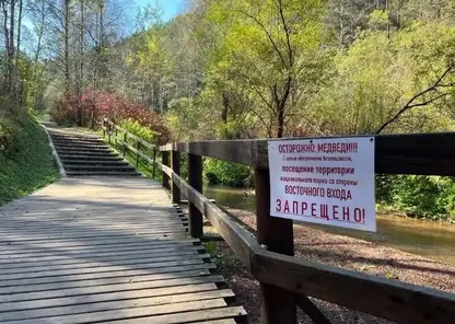 Группа туристов увидела медведя в нацпарке «Красноярские Столбы» и побоялась продолжать прогулку