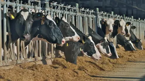 Хозяйства Красноярского края получат на производство молока 378,6 миллиона рублей