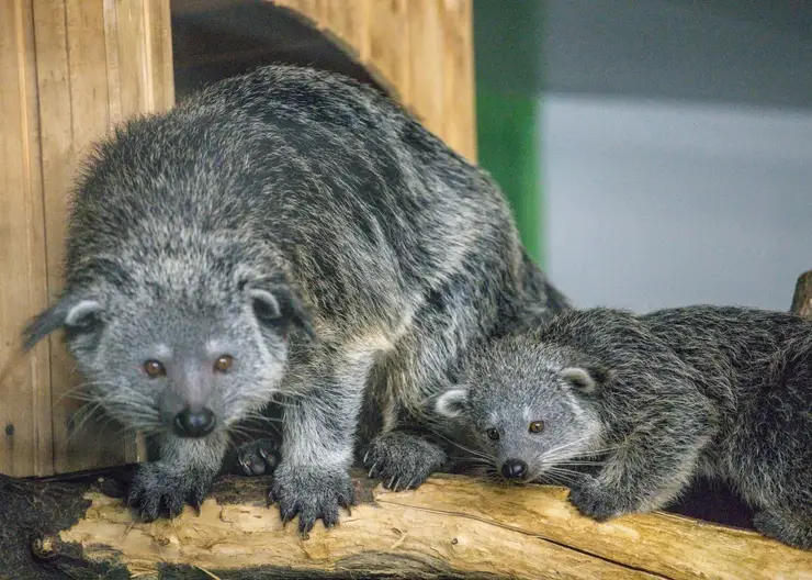 Впервые в России в Новосибирском зоопарке появилось потомство бинтуронгов