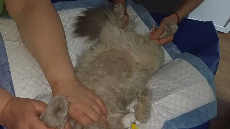 Талисман футбольного клуба «Енисей» бездомный кот Лёва попал в больницу. Ему не спешат помогать