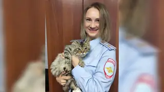 Полицейские в Красноярском крае спасли кота с глубокой раной и ищут ему дом