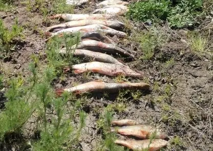 74 окуней и щук незаконно выловили двое мужчин в заливе Красноярского водохранилища