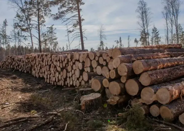 Директор промышленной фирмы вырубил сосны почти на 5 млн рублей в Красноярском крае