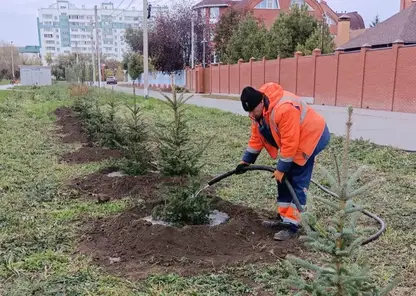 В Омске высадили аллею яблонь и обновили скверы новыми деревьями