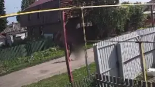 Мужчина сбросил бездомную собаку с моста на железнодорожные пути в Новосибирской области