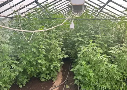 Камчатский дедушка «вырастил» себе уголовное дело: у пенсионера изъяли плантацию конопли в домашней теплице