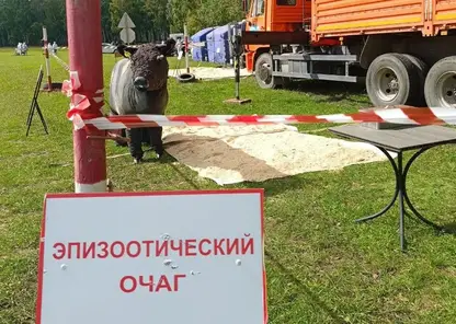 В Красноярском крае отработан сценарий ликвидации очага ящура