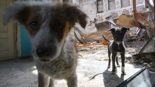 В Ужурском районе завели уголовное дело на забившего до смерти щенка изверга