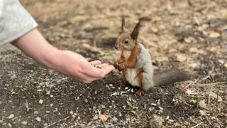 От укусов белок пострадали 18 жителей Красноярского края с начала года