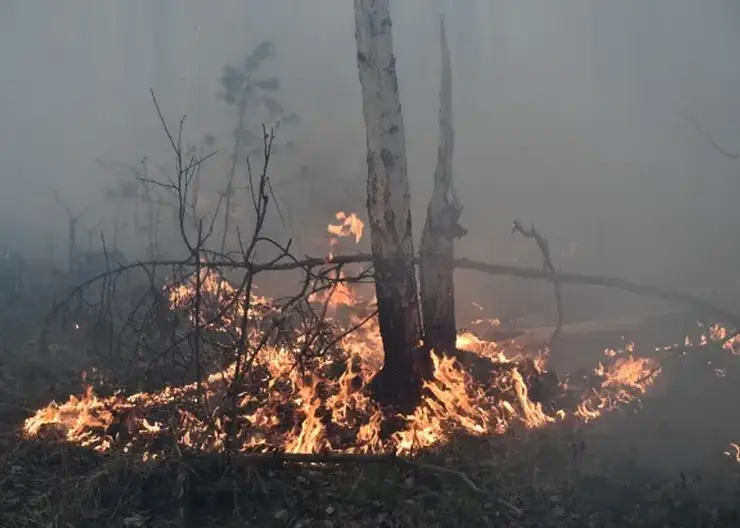 Число лесных пожаров в Якутии достигло 100
