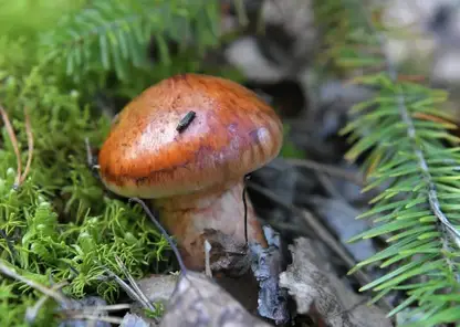 Как собирать грибы без вреда природе? Рассказывает эксперт