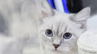 Депутаты Госдумы предлагают ввести государственный допуск на содержание кошек и собак