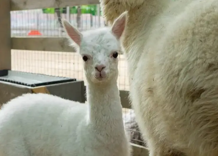 Милота зашкаливает! В омском парке «Пача Мама» родилась альпака Любочка