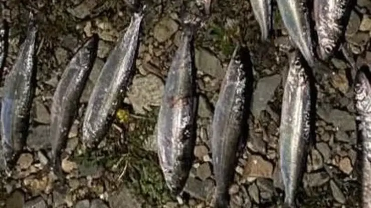 27-летний иркутянин попался на незаконной рыбалке: ущерб превысил 55 тысяч