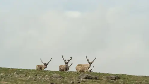 Ученые на Байкале ищут способ спасти исчезающих северных оленей