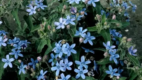 В Омской области уничтожена крупная партия зараженных цветов из Китая