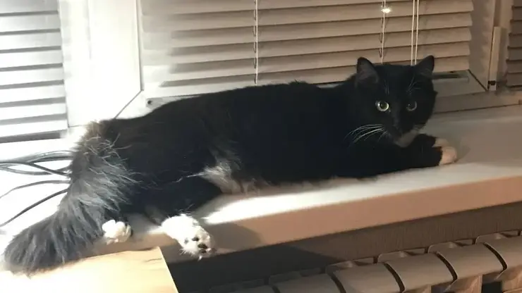 Житель Омска спас кошку, которая несколько дней просидела на дереве