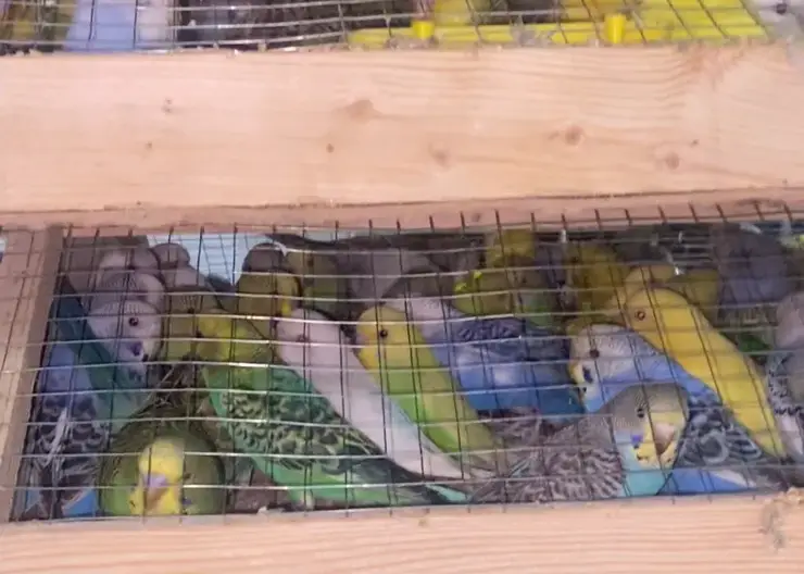 В Красноярск из Кыргызстана привезли почти тысячу попугаев