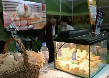 «Золотые» яйца в Красноярске: почему цена за полтора месяца так сильно взлетела?