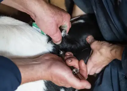 Приставы помогли привить животных от сибирской язвы в Красноярском крае