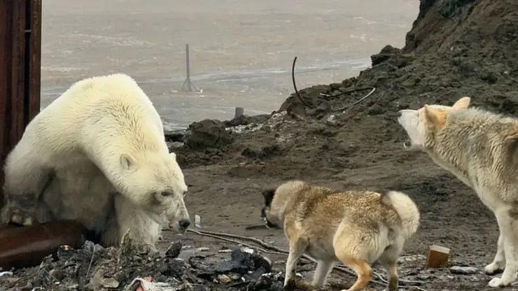 Белые медведи всё чаще стали выходить к людям в поисках пищи на севере Красноярского края
