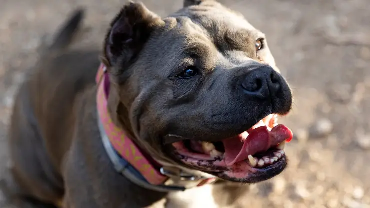 Стаффордшир напал на женщину и ее собаку в Норильске