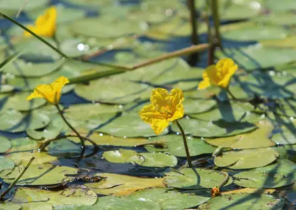 Колебания уровня байкальской воды вызвали тревогу за биоразнообразие дельты Селенги