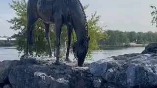 В Красноярске скульптуру лошади у БКЗ превратили в фонтан и украсили подсветкой