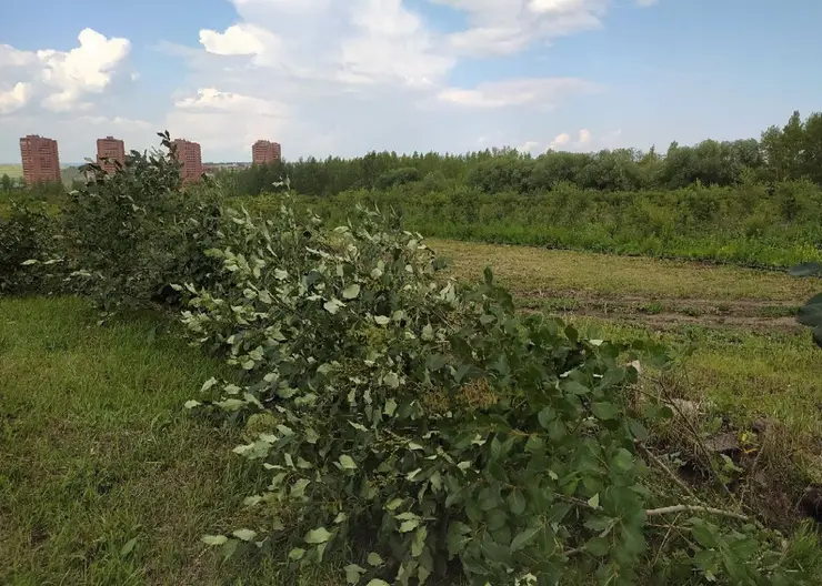 Красноярцам рассказали о судьбе 40 кустов сирени с улицы Маерчака 