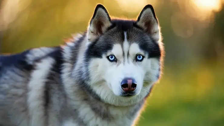 Собаку Хаски из омского приюта забрали в транспортную компанию