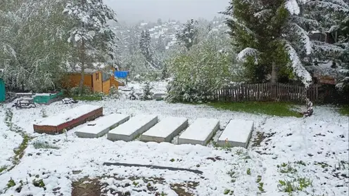 Эксперты дали советы по спасению посадок из-за заморозков в Красноярском крае