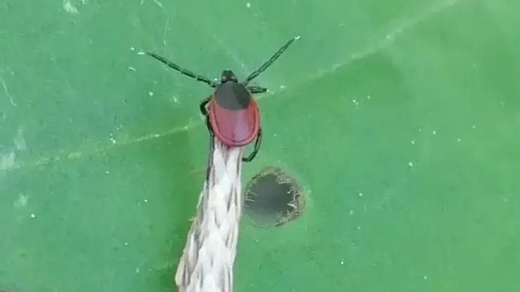 Красноярцам напомнили об опасности клещевого энцефалита