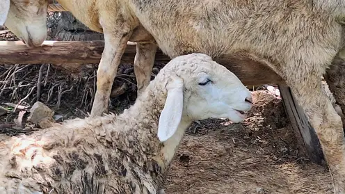 Карантин по бешенству объявлен в Кузбассе: введены строгие ограничения