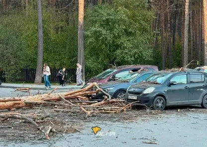 Дерево рухнуло на несколько машин в Новосибирске