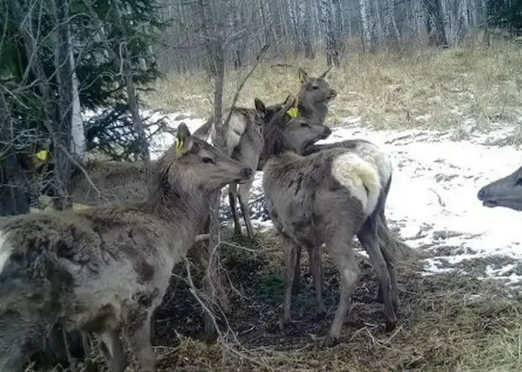 В Красноярском крае проходит осенний учёт маралов