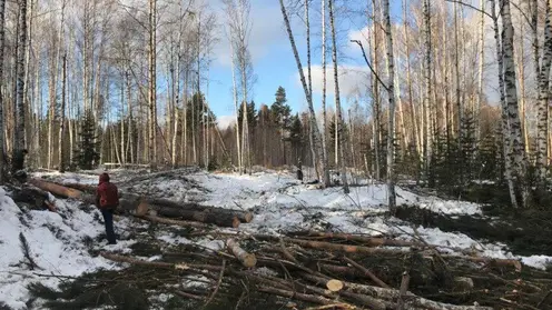 Задержан сбежавший директор лесопилки в Красноярском крае