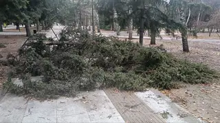 Следком возбудил уголовное дело из-за упавшего на пенсионеров дерева в Новосибирске Следком возбудил уголовное дело из-за упавшего на пенсионеров дерева в Новосибирске