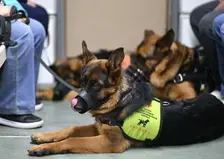В красноярском аэропорту служебная собака нашла 40 тысяч долларов, которые пассажир пытался вывезти в Узбекистан