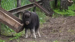 Посмотрите, какой милаш: в Красноярском парке "Роев ручей" у пары овцебыков родился теленок