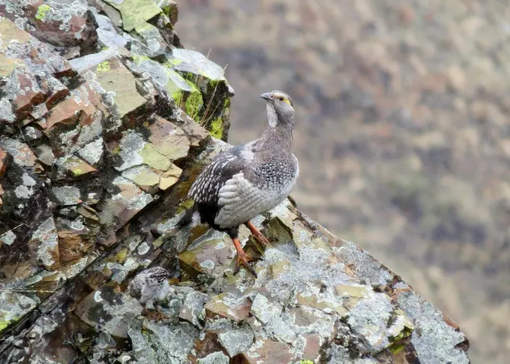 Горную индейку зафиксировали фотоловушки в Саяно-Шушенском заповеднике