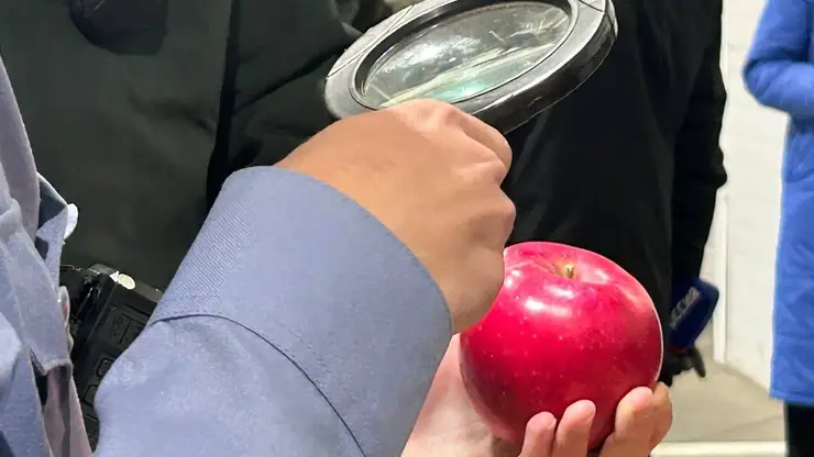 В красноярских яблоках и хурме из Китая обнаружен карантинный вредитель