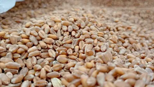 Красноярский край впервые отправил пшеницу во Вьетнам