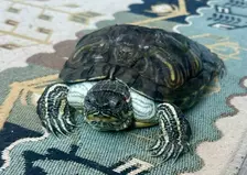 Красноярцы стали находить экзотических рептилий возле водоёмов и на городских улицах