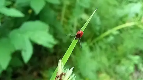 Парадокс в Красноярском крае: активность клещей падает, заболеваемость растет