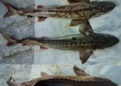 Житель Томской области предстанет перед судом за покупку краснокнижного осетра