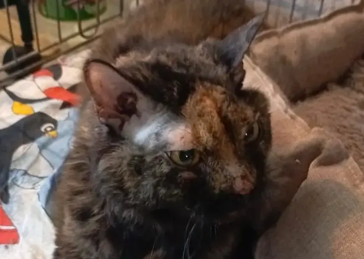 Кошку выбросили из окна многоэтажки в Норильске. Окровавленное животное забилось под машину и ждало помощи