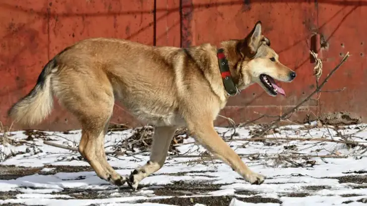 Бродячая собака напала на 7-летнюю девочку в хакасском Черногорске