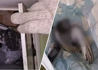 Красноярку ночью в квартире перепугал голубь, громко стучавший из ванной