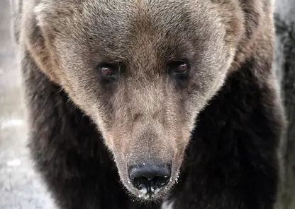 Красноярцы фиксируют в окрестностях города следы медведей