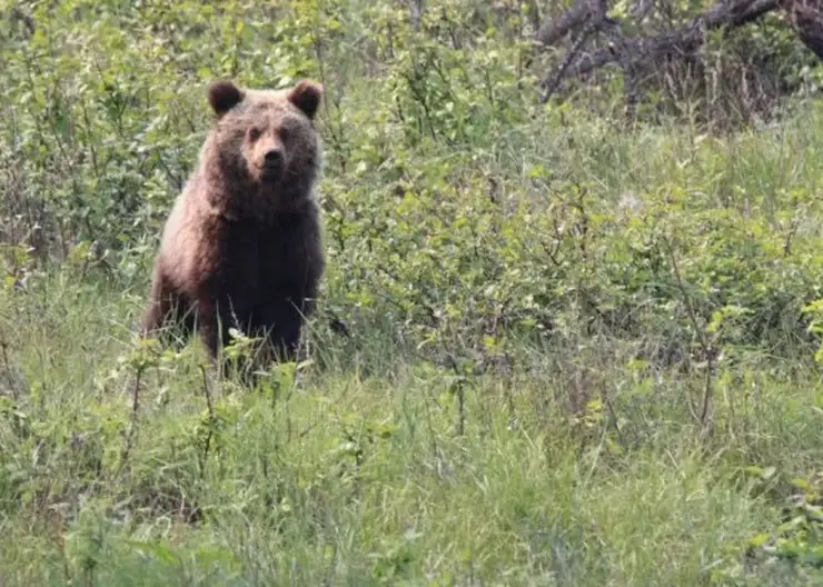 Охотинспекторы поймали медвежонка, которого ранее заметили на хакасском Майнском ключе